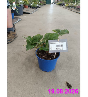 Fragaria ananassa 'Malwina'® C 2 L